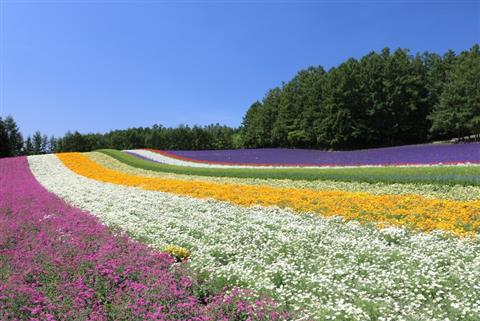 ファーム富田（画像提供：ファーム富田）（7月頃撮影）